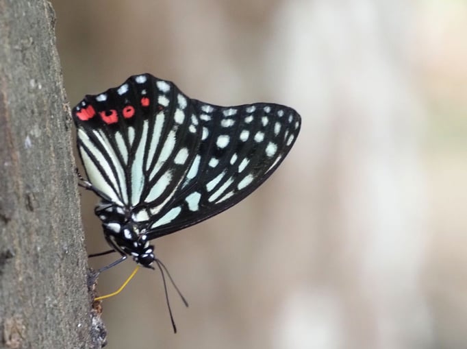 2023/9　アカボシゴマダラ（林試の森公園）　せいめいくん