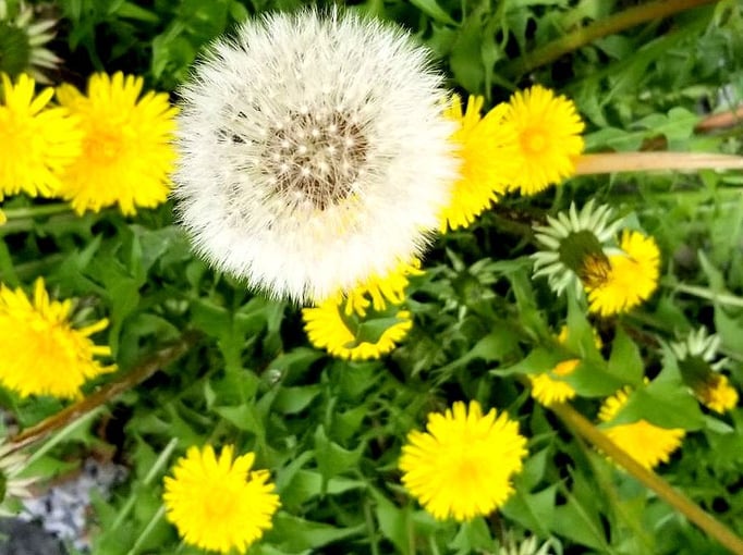 2022/04 蒲公英　五本木　by @&@ 