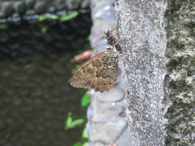 2021/06 サトキマダラヒカゲとヤゴの抜け殻