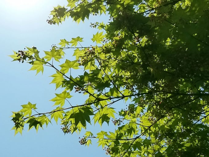 2020/04楓新緑（五本木2丁目付近）by @&@