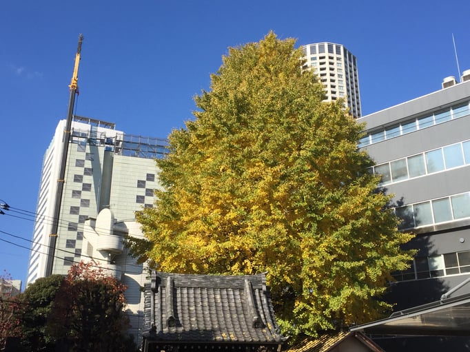 2021/12 中目黒の大銀杏