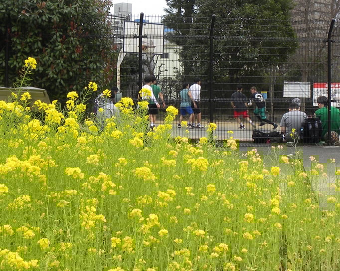 2020/03菜の花とバスケットボール（中目黒公園）by @&@