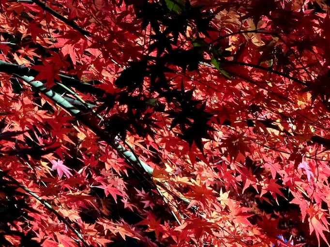 2019/12林試の森公園　by @&@