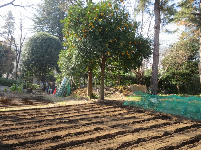 2021/02 畑の準備　菅刈公園