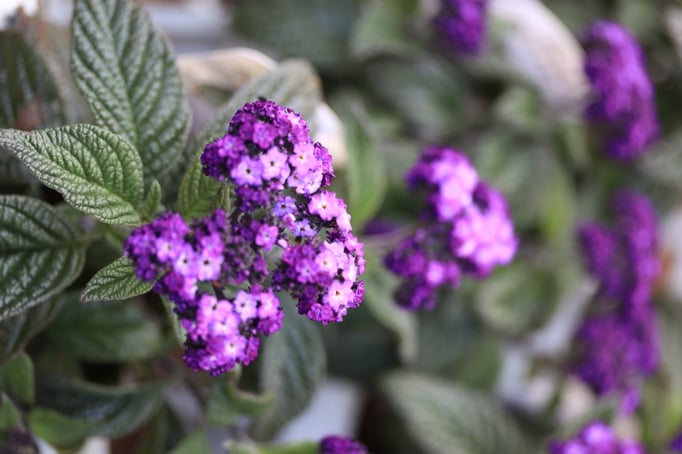 ヘリオトロープ