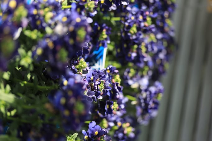 ネメシアメーテル