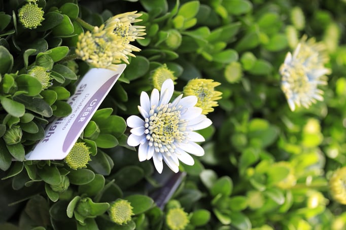 オステオスペルマムシルバーナイト