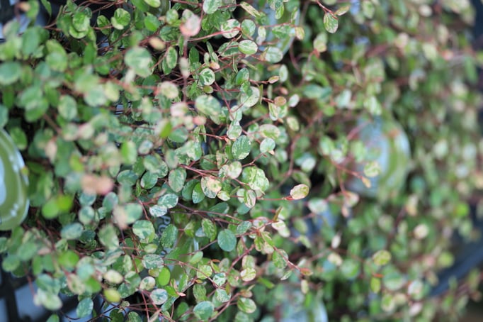 ワイヤープランツスポットライト