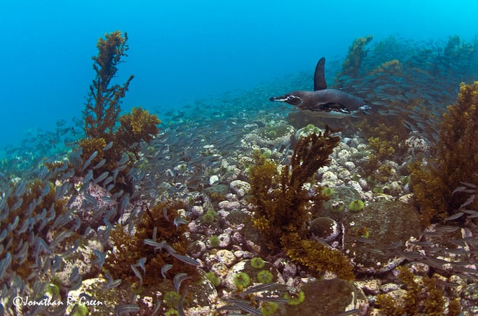 Penguin diving in Galapagos in its own chilly waters