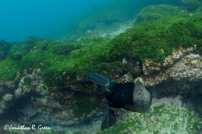 You can find the endemic Galapagos flightless cormorant on the lava shoreline and beaches of Isabela and Fernandina