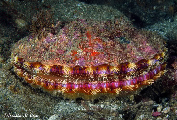 Magnificent Scallop. These creatures are free-swimming and highly mobile!
