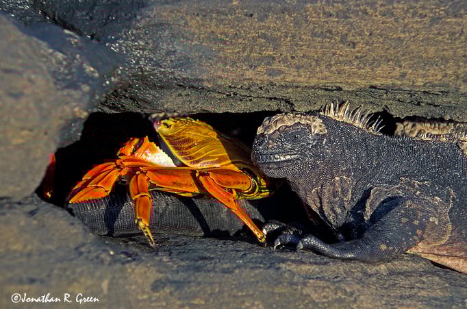 Sally Lightfoot crabs and Galápagos marine iguanas have a symbiotic relationship