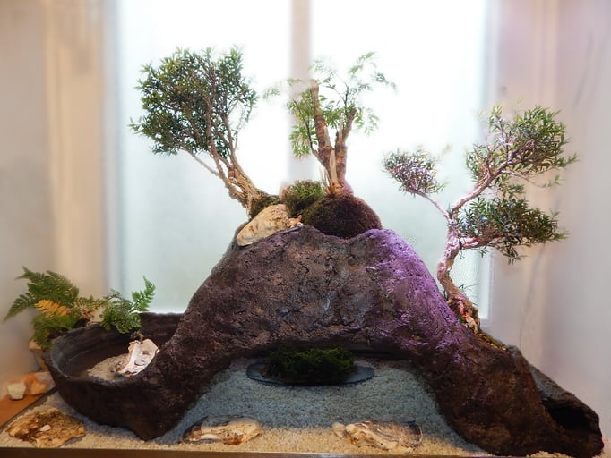Bonsai Indoor