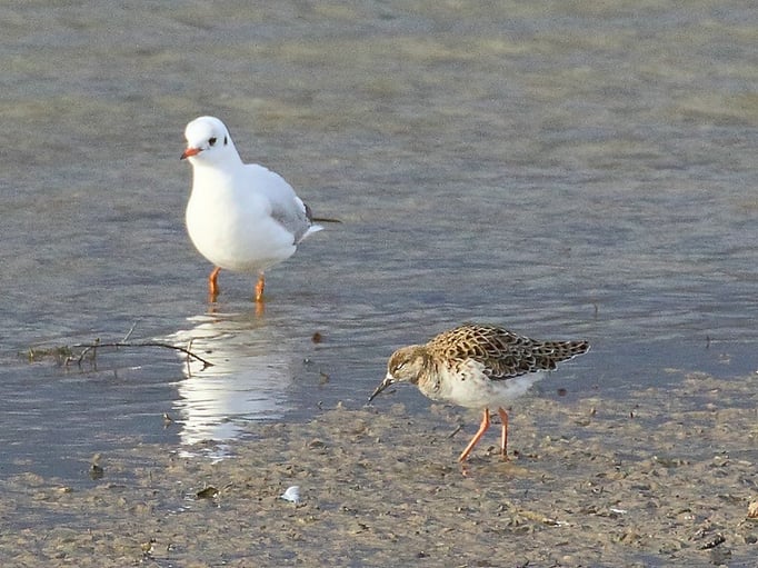 Lachmöwe und Kampfläufer