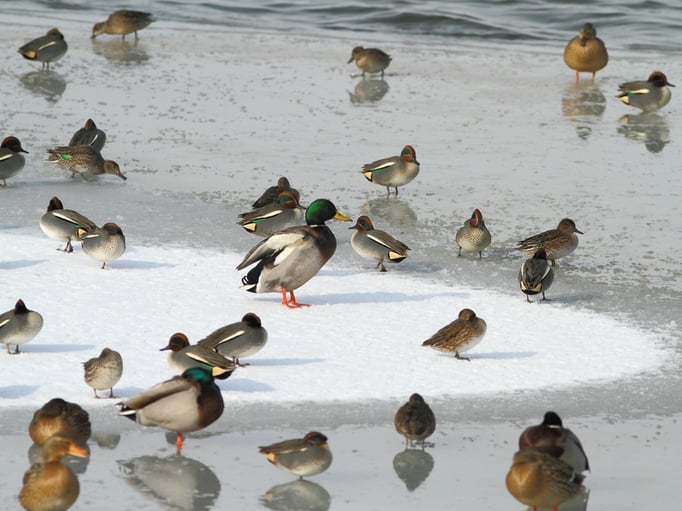 Stock- und Krickenten