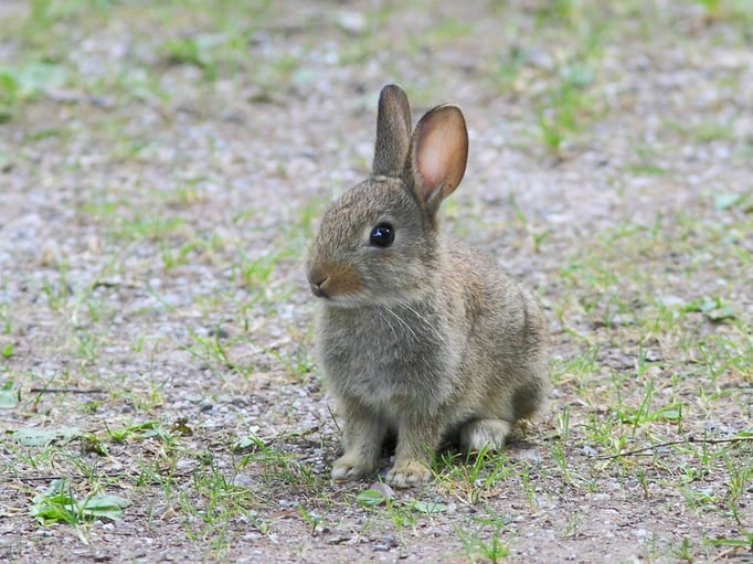 Junges Kaninchen