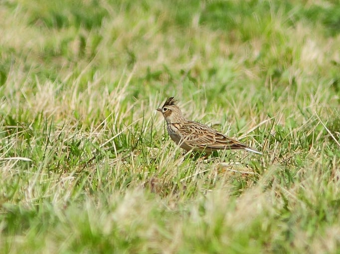 Feldlerche