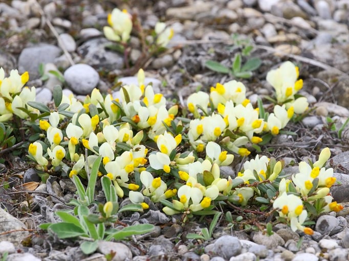 Buchsblättrige Kreuzblume