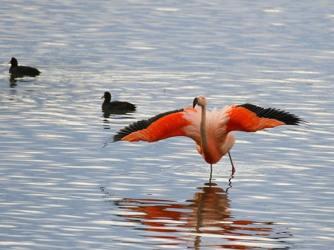 Flamingo und Bläßrallen