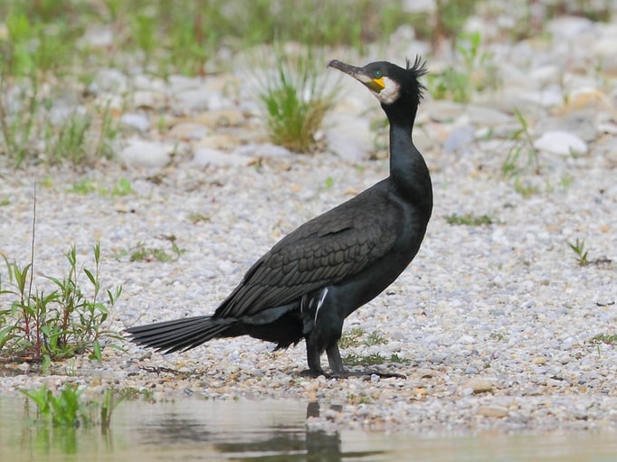 Kormoran