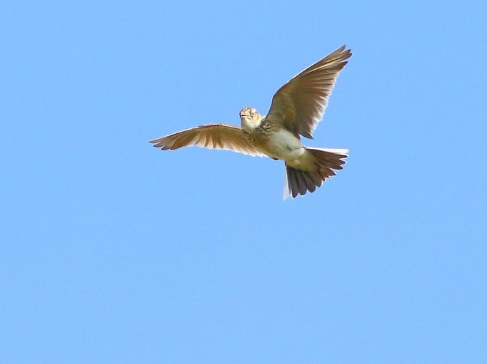 Feldlerche im Singflug