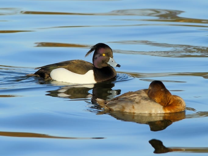 Reiher- und Tafelente