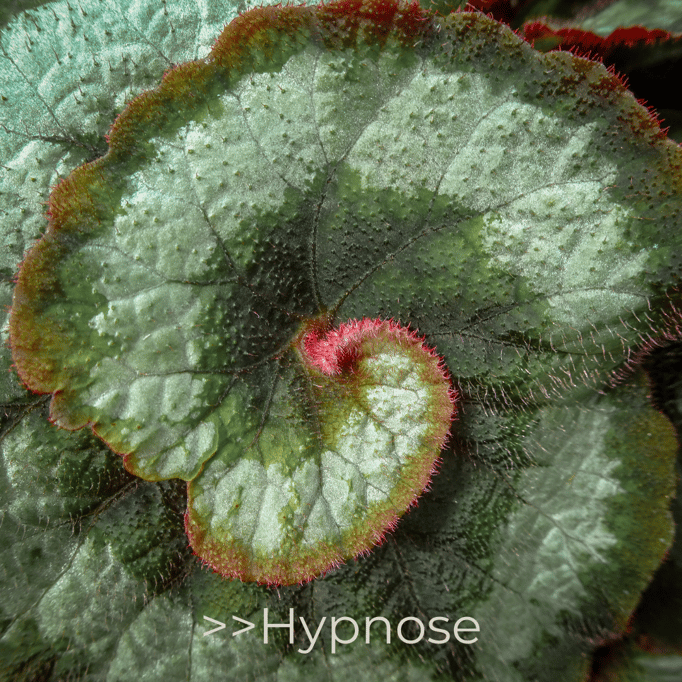 Hypnose, die Kraft deines Unterbewusstseins. Coaching, Autogenes Training und Hypnosetherapie by Babas Balance