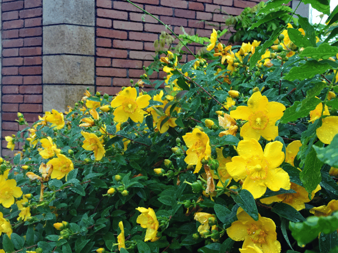 2021/05 舟入場のキンシバイ