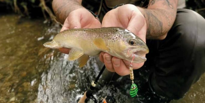 Drill Point Fishing Impression Webshop, Bachforelle gefangen mit Stucki Thun Wespen Spinner-Köder