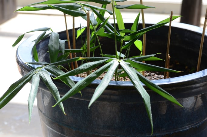 NHK朝ドラ「らんまん」で紹介された「スエコザサ」。牧野富太郎博士が自ら発見した６００種余りのひとつで、発見地は仙台。妻の壽衛子から命名したという。仙台市野草園内に群生しているものを鉢植えにして、七北田公園に展示。