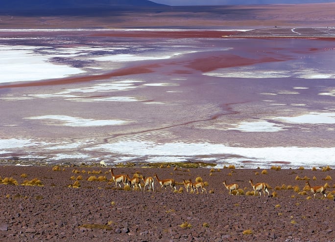Vikunias an der Laguna Colorada.