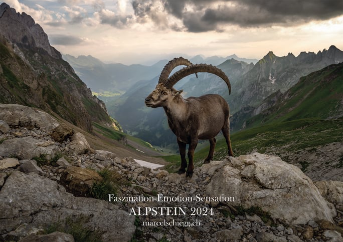 Marcel Schiegg, Kalender, Alpstein, Steinbock, Seealpsee, Rotsteinpass, Appenzellerland, Bollenwees, Fählensee, Mesmer, Säntis, Alter Säntis, Öberefahre, Alpsteinkalender