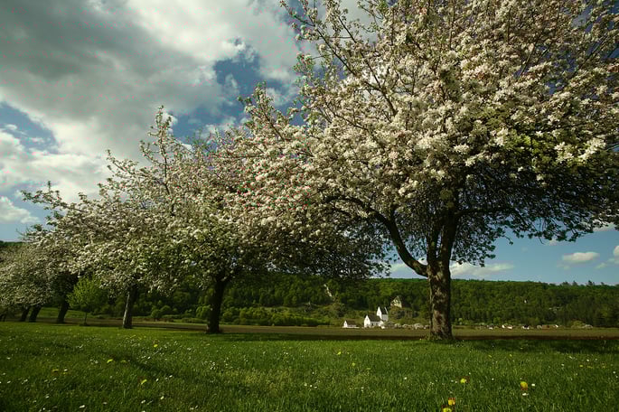Die LBV-Streuobstwiese bei Böhming. Foto: Helmut Presser