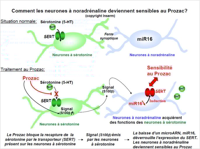 Inhibition de la recapture de la sérotonine