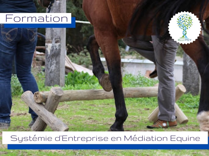 ellipsy-formation-systémie-entreprise-en-médiation-équine