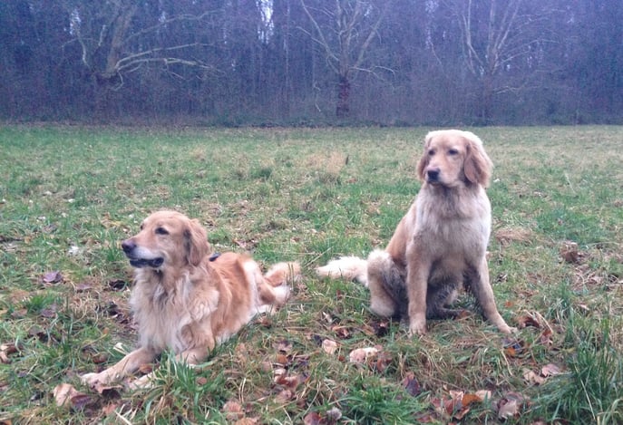 Thaler und Jährling Booker Bleik