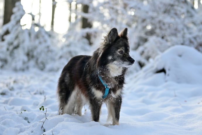 Lapinkoira Rilla im Schnee