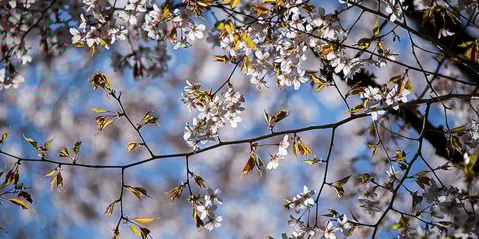 熊野市のクマノザクラ