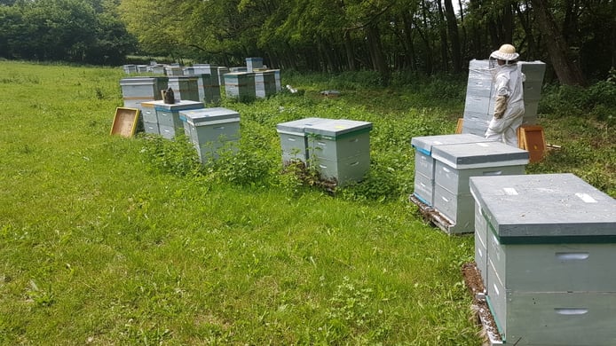 Récolte chasse abeille