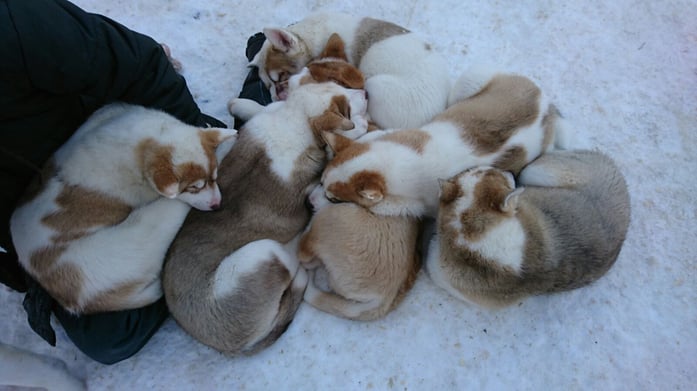 Greenlanddog puppies, 3 months old 