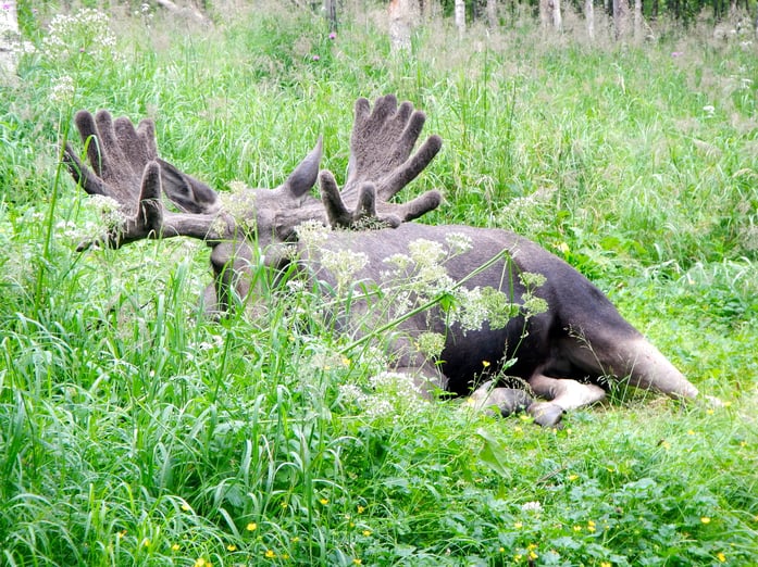 Beobachte Elche in ihrer natürlichen Umgebung