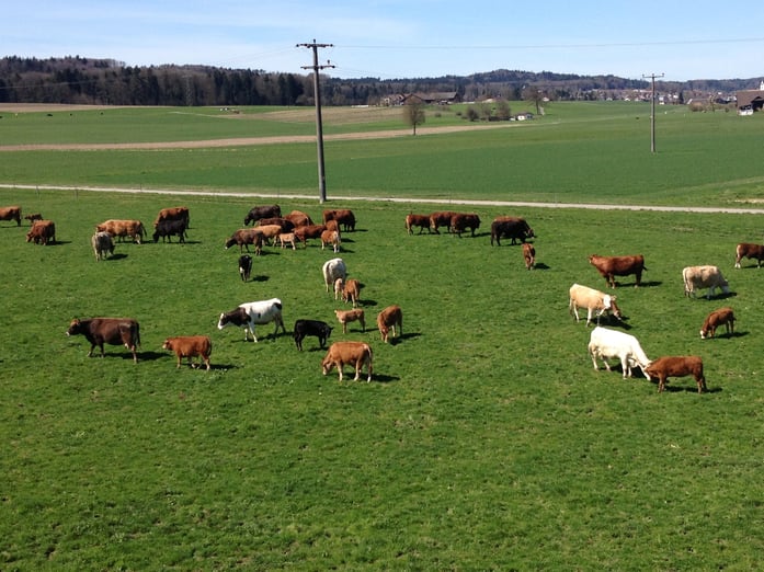 Unsere Mutterkuh-Herde