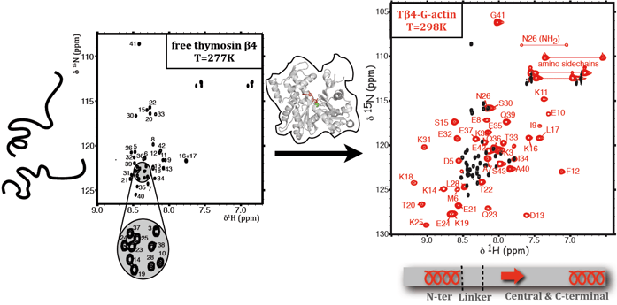 Exemple de RMN 2D (proton-azote 15) appliquée à l'étude  des dynamiques de polymérisation/dépolymérisation de l'actine (CNRS, Gif sur Yvette)