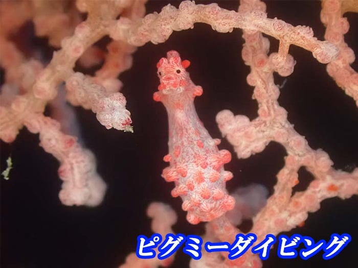 ピグミーダイビング専門コース