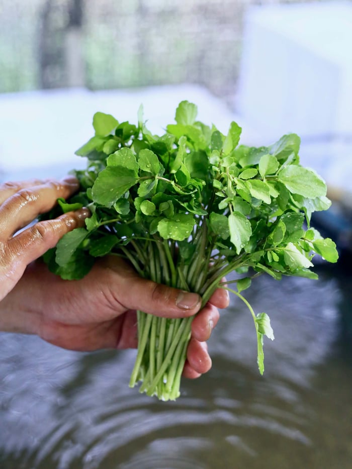 浜名湖クレソン　Jimdoアドベントカレンダー2018