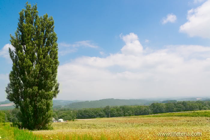 LifeTeria　ブログ