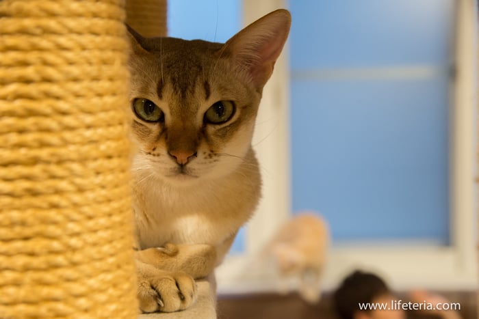 LifeTeria　きゃりこ