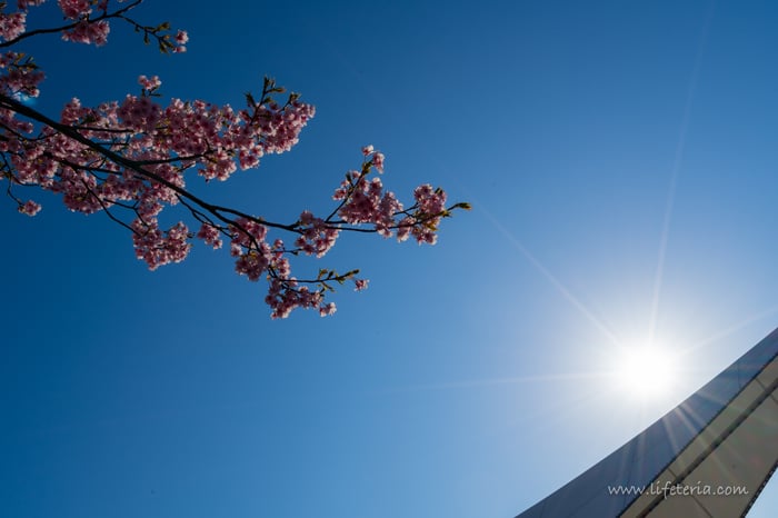 LifeTeria　ブログ