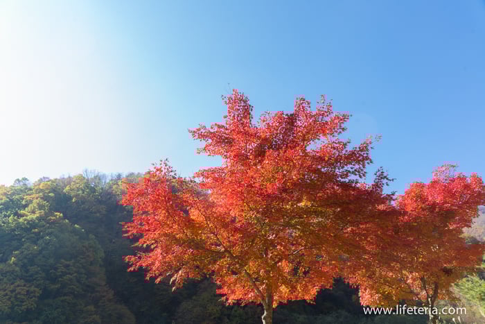 LifeTeria　ブログ