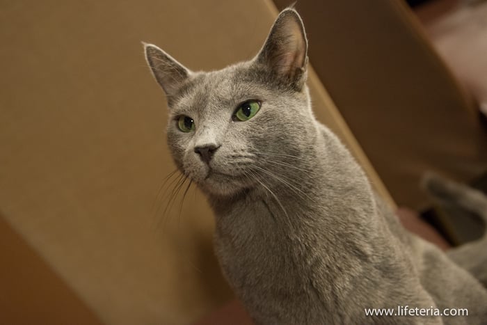 LifeTeria　きゃりこ